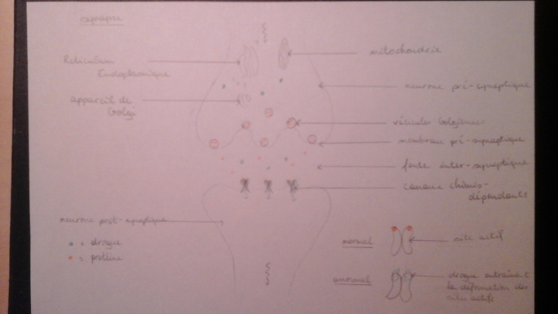 Mode d'action des amphétamines